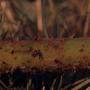 Photograph: [Nephalia (Cyathea) aquilina stem close-up in Puerto Rico]