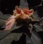 Primary view of [Costus splendens, close-up of flowers and leaves at Fairchild Tropical Botanic Garden]