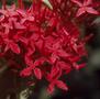 Thumbnail image of item number 1 in: '[Ixora red flower cluster close-up at Mayaguez, Puerto Rico]'.