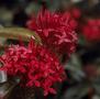 Primary view of [Ixora red flower cluster close-up at Mayaguez, Puerto Rico]