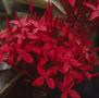 Photograph: [Ixora red flower cluster close-up at Mayaguez, Puerto Rico]