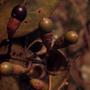 Photograph: [Nectandra fruit close-up in Puerto Rico]