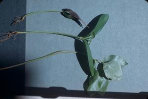 Primary view of object titled '[Fitchia speciosa seedlings cultivated in Honolulu, Hawaii] BRIT-A-AR003-001-05-042'.