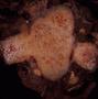 Photograph: [Danaea nodosa cross-section from Puerto Rico] BRIT-A-AR003-001-05-079