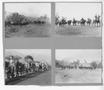 Photograph: [Soldiers Transporting Mules]