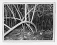 Photograph: [Mangrove Root Shelter]