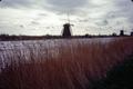 Photograph: [Windmill at Kinderdijk]