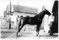 Photograph: [Beulah- Mrs. Dick Persifield's Buggy Horse]