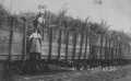 Photograph: ["Carloads of Sweetness", train cars full of sugarcane]