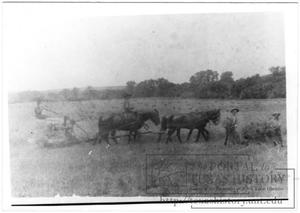 Primary view of [Grain Harvest at Frank R. Hurn Farm]