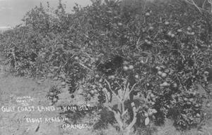 Primary view of object titled 'Postcard, 8 Acres oranges-Rain Belt of TX. Orange trees.'.