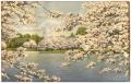 Artwork: Vista of Capitol Through Cherry Blossoms, Washington, D. C.