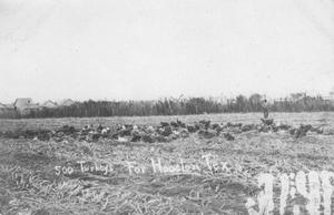 Primary view of object titled '[500 Turkeys in Sugar Land]'.