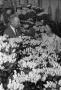 Photograph: [Dallas florists with roses to be used to decorate the Dallas Trade M…