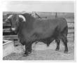 Photograph: [Gus Wortham's bull standing by wooden fence]