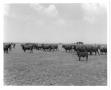 Photograph: [Gus Wortham's cattle in field at Nine Bar Ranch]