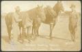 Postcard: [Wounded Cavalry Horses]