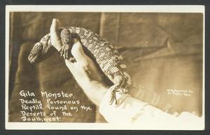 Primary view of object titled '[Venomous Gila Monster]'.