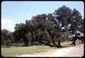 Primary view of [Indian Marker Tree]