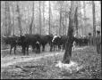 Photograph: [Southern Pine Lumber Company Oxen Crew - 2]