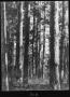 Photograph: [Shortleaf Pine Timber, Houston County, Texas - 2]