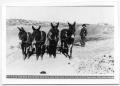 Photograph: [Mules for constructing railroad]