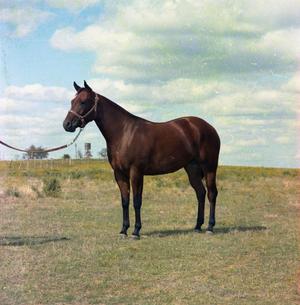 Primary view of object titled '[Bay Horse in a Field]'.