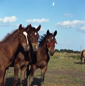 Primary view of object titled '[Three Young Horses]'.