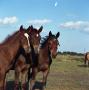 Primary view of [Three Young Horses]