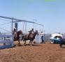 Photograph: [Men Leaving the Gate during Team Roping]