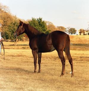 Primary view of object titled '[Horse at Village Creek Ranch]'.