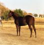 Photograph: [Horse at Village Creek Ranch]