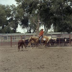 Primary view of object titled '[Man in Cow Pen at Colorado State Fair]'.