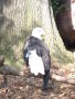Photograph: [Bald eagle on a branch]