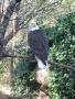 Photograph: [Bald eagle looks back]