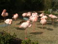 Photograph: [Flamingos at the zoo]