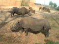 Photograph: [Rhino exhibit]