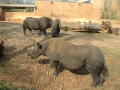 Photograph: [Two rhinos and a tire]