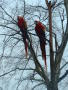 Photograph: [Two red parrots]