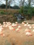Photograph: [Flamingos]