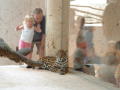 Photograph: [Jaguar looks at the photographer while tourists look on]