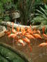 Photograph: [Flock of flamingos in their pond, with visitors looking on]