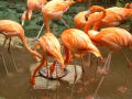 Photograph: [Flamingos feeding]
