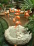 Photograph: [Flock of flamingos with large round cement birdbath]