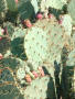 Photograph: [Close-up of cactus plant]