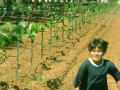 Photograph: [Boy runs down a row of cultivated grapevines]
