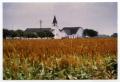 Primary view of [Danevang Lutheran Church as Seen From Amongst Cornfield]