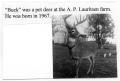 Photograph: [Lauritsen Family Deer]