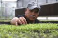 Photograph: [Salvador Huiza examining micro vegetables]