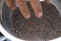Thumbnail image of item number 1 in: '[Reaching into container of seeds]'.